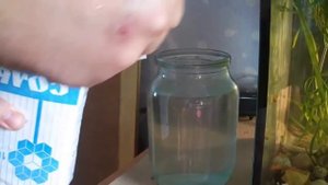 Аквариумные рыбки Моллинезии. Содержание.