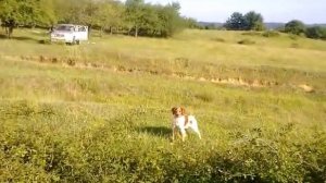Натаска дрессировка Легавые собаки Бретонский Эпоньоль  Поиск .avi