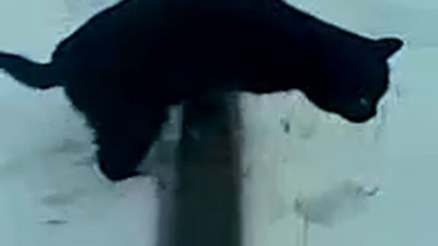 Кот прилип к рельсам.3gp смотреть онлайн