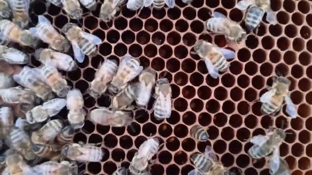 Признаки того, что произошла тихая смена матки (05.09.2024) смотреть онлайн