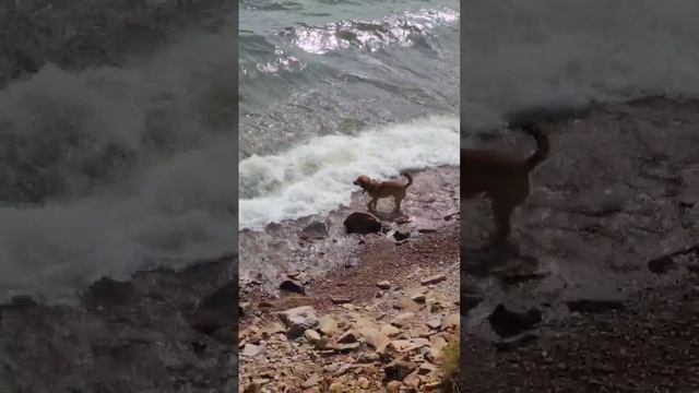 Боцман пьёт воду из Байкала