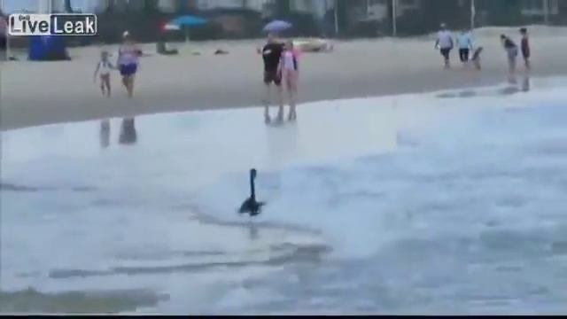 Продвинутые сёрферы смотреть онлайн