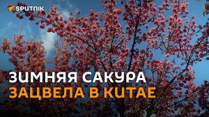 Из зимы в весну: в горах на юге Китая зацвела сакура