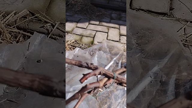 Виноград начало плача .