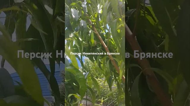 18 июня 2024 г.
