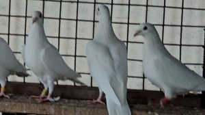 Белые спортивные голуби Калининград