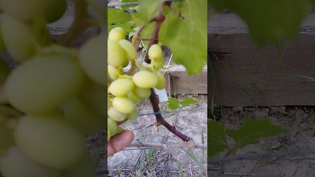 Виноград брависсимо с гиберлином и без .