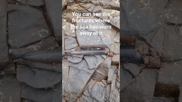 #fossil belemnite wearing out of the shale #fossillovers #rock #beachfossils #beach #fossilhunter