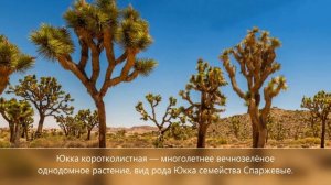 10 необычных растений