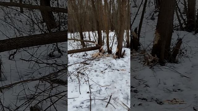 Долина реки Сетунь. Бобровые платины
