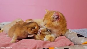 Mother cat talking to her sweet kittens 😻 Day 18