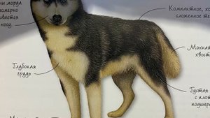 Всё про Хаски💎Интересные факты о Сибирских Хаски🐶[всё про собак]🐕
