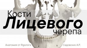Кости лицевого черепа