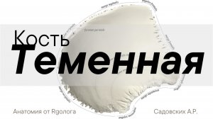Теменная кость