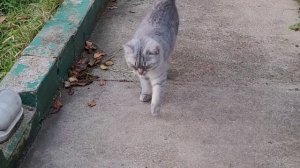 РОТВЕЙЛЕР РВЕТ И МЕЧЕТ,КОШКА НА КРЫШЕ