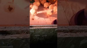 Бройлер кобб 700 Россия. 1-е сутки