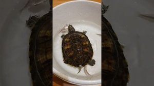 Красноухая #черепаха и мальки.