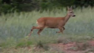 сибирская касуля с детёнышем 2023