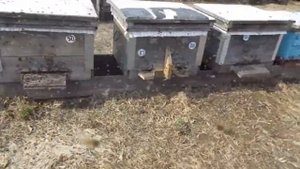 Настоящий облёт пчёл 2017 года