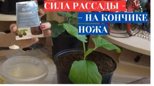 ДЛЯ СИЛЬНЫХ КОРНЕЙ РАССАДЫ - СТИМУЛЯТОР РОСТА. ШИКАРНАЯ  РАССАДА БАКЛАЖАН В ДОМАШНИХ УСЛОВИЯХ