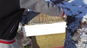 Спасение  пчелосемьи от голода