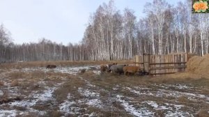 База отдыха  Красный Яр