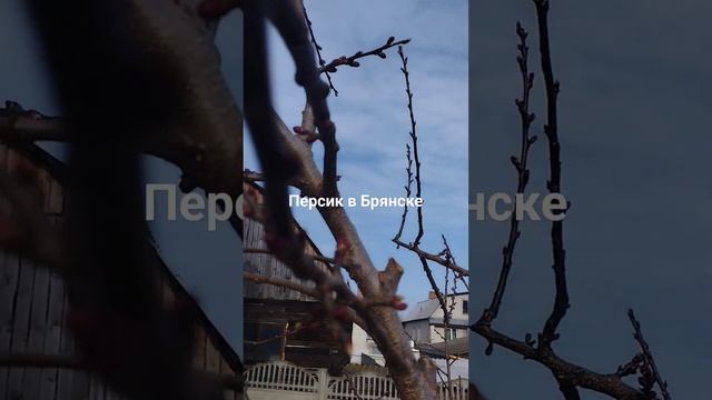 9 апреля 2024 г.