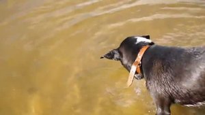 Собака ныряет в воду