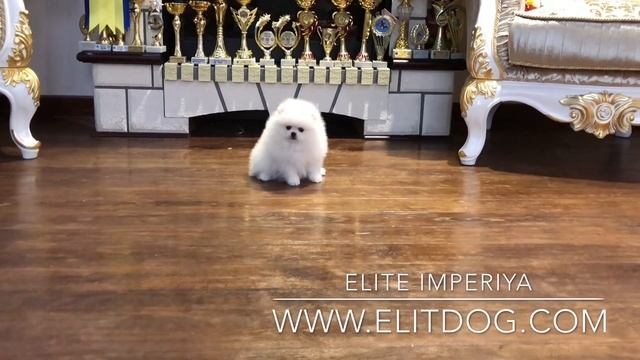 Белая девочка померанского шпица! White female pomeranian! Www.elitdog.com смотреть онлайн