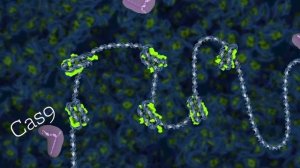 CRISPR-Cas9 gene editing and how it works - with Jennifer Doudna