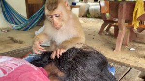 ASMR Monkey Grooming!! Smart Zueii Good Find Grandma Lice