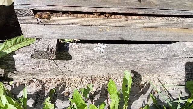 Объединение пчелиных семей и отводков. Что необходимо знать.(14.08.2024)