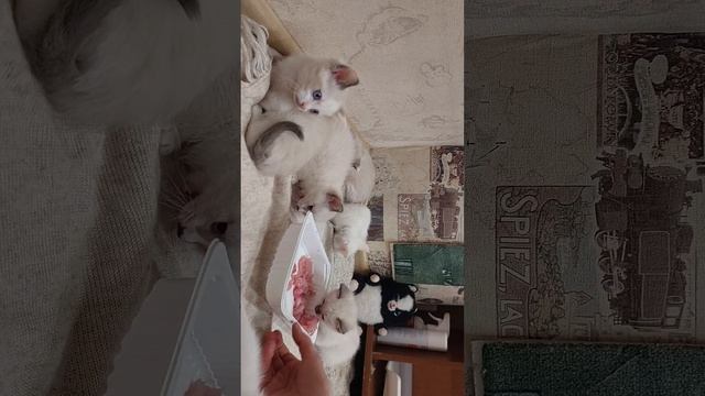 Моя стая котиков). Выбирайте манчкина.