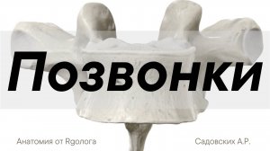 Позвонки