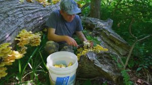 Это не Рыбалка! Первые весенние Грибы. Вёшенка лимонная. Грибы Ильмаки.