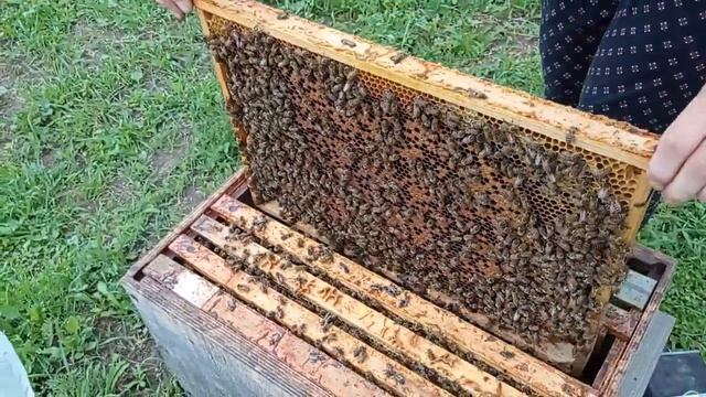 Самосмена или тихая смена маток (30.07.2022) смотреть онлайн