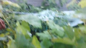 Жирование винограда и как с ним бороться .