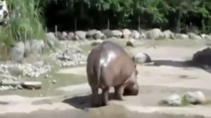 бегемот срёт под дабстеп