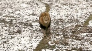 Мы делили апельсин! Не царское дело очереди ждать! Ум, ловкость, сила - каждый лев проявляет себя!