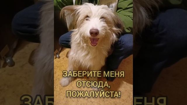 шанс найти дом