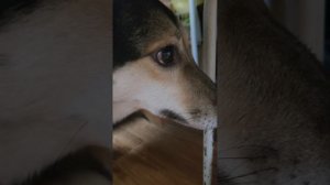 наша полная песня!!! она называется новогодние пушистики