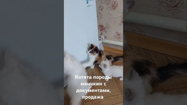 #котята #породистыекотята #манчкин ##манчкинкотёнок #munchkin ##animalpets