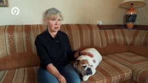 Питомник английский бульдогов Ginger Power