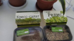Выращиваю микрозелень.🌱 Кресс–салат, Редис, Свёкла. Опрыскивание микрозелени.