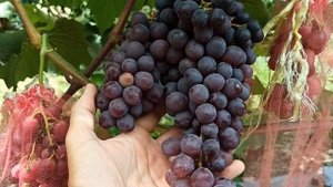 Мой любимчик, входящий в топ по вкусу! Заказ на черенки и саженцы по Тел ,WhatsApp : 8-918-43-794-43