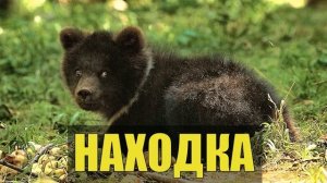 НАХОДКА в ЛЕСУ В ТАЙГЕ ТАЕЖНЫЙ ХОЗЯИН МЕДВЕДЬ и ОХОТНИКИ СЛУЧАЙ из ЖИЗНИ ЛЕСНАЯ ИЗБА БАЙКИ