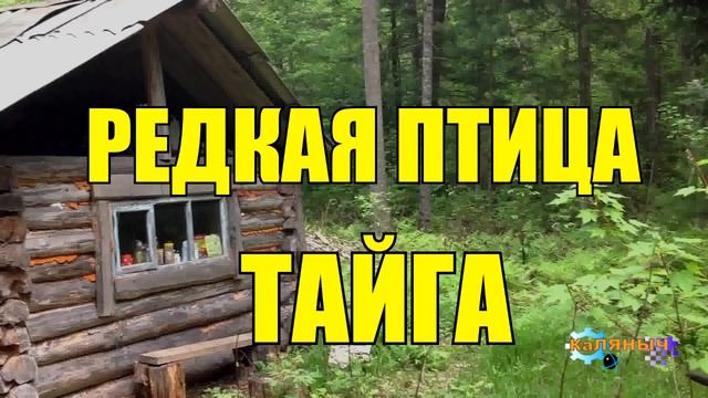 0945 - РЕДКАЯ ПТИЦА _ ЖИЗНЬ В ТАЙГЕ смотреть онлайн