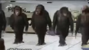 Танцующие обезьяны