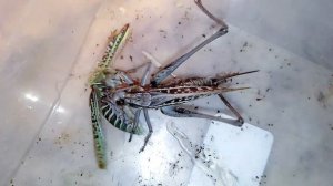 Кузнечик серый vs Кузнечик седакова Wart-biter vs Sedakov's katydid.