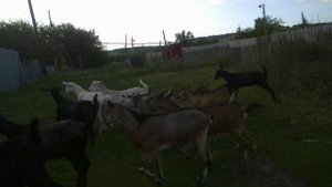 козлята пасуться